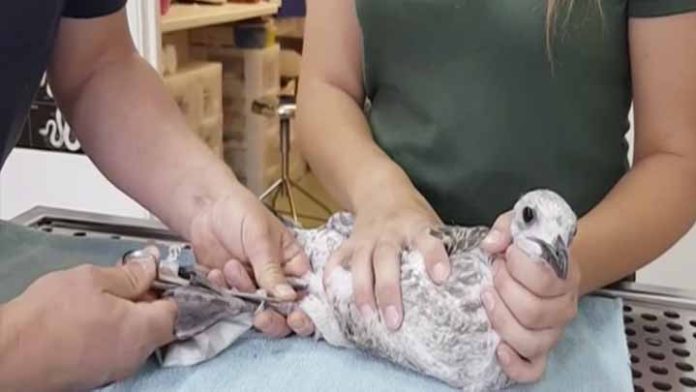Rescatan a una gaviota que tenía enredado un cubrebocas en sus patas