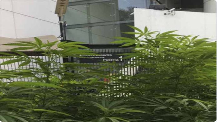 Plantíos de Marihuana crecen afuera de la Cámara de Senadores