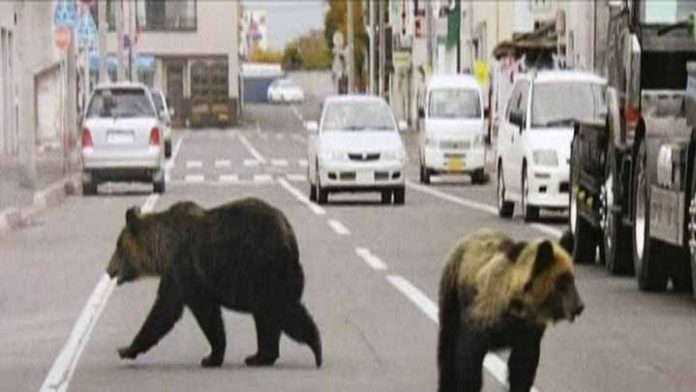 Los animales comienzan a recuperar terreno en ciudades