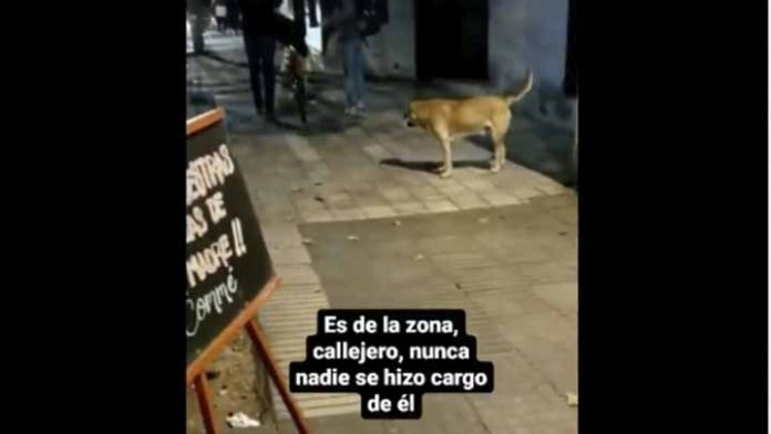 Un video de tik tok, que hará llorar a los amantes de los animales
