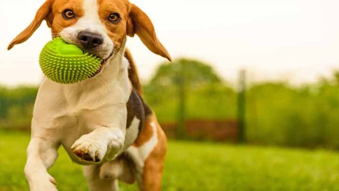 Las mascotas son un beneficio para la salud mental y emocional