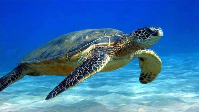 Tortuga golfina sale de la categoría de peligro de extinción