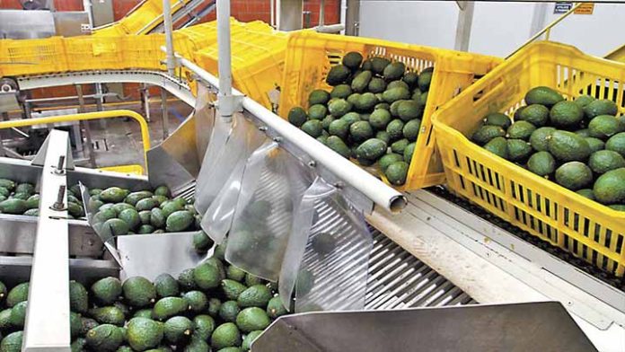 Exportación de aguacate se incrementó a pesar de Covid-19