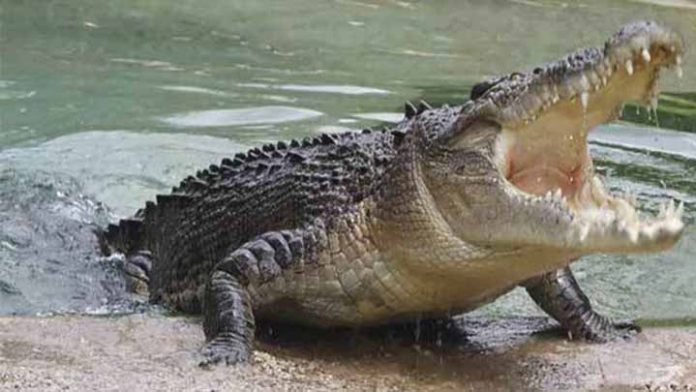 Kayakista es atacado por cocodrilo y logra sobrevivir