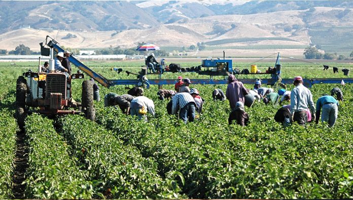 Promueve Agricultura ciencia e innovación como estrategia para alcanzar la seguridad alimentaria en el país