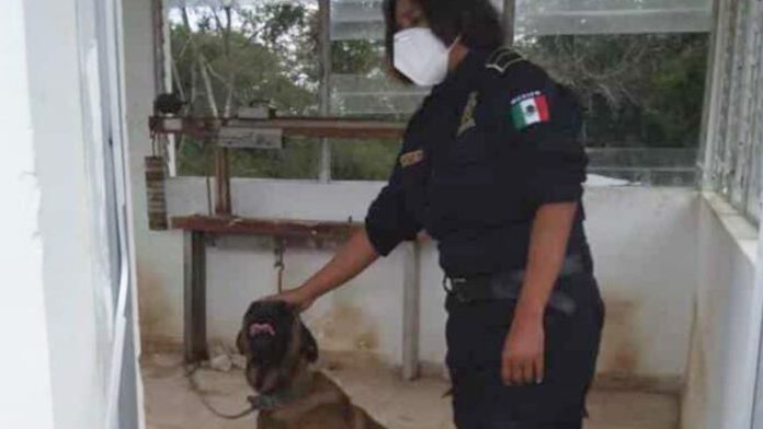 Perrito tenía días amarrado y siendo picado por abejas