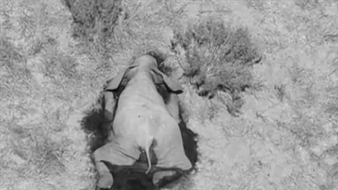 Mueren en Botswana más de 360 elefantes
