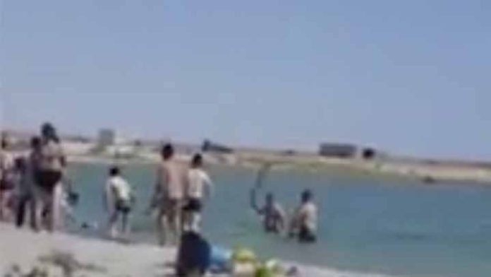 Turistas golpean a una foca hasta dejarla inconsciente.