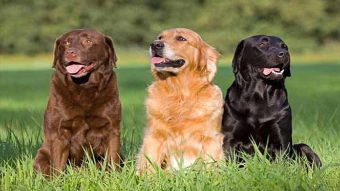Nuevo estudio revela que los años perro no se cuentan por 7