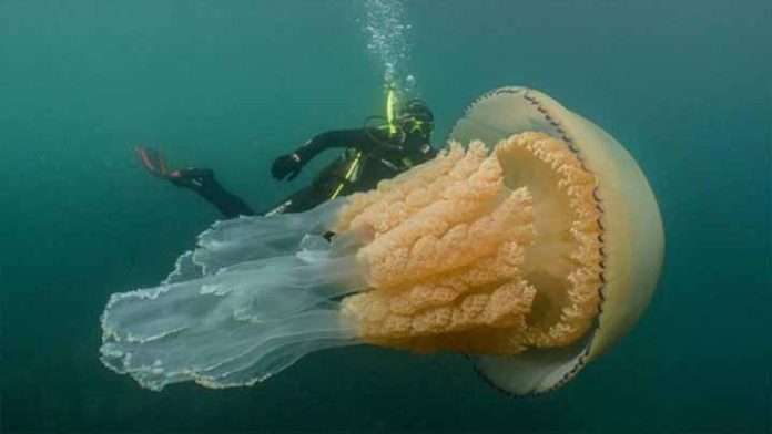 Aparecen medusas del tamaño de un humano en Massachussetts.