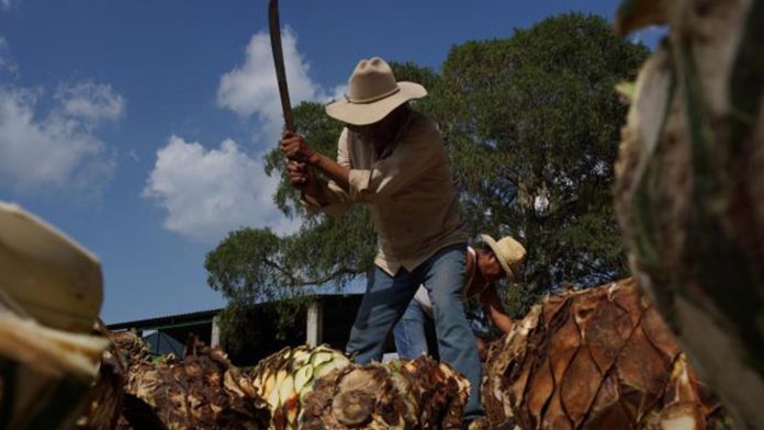 Mezcaleros pierden más de 100 mdp por pandemia