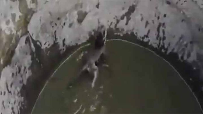 Una mamá mono rescató a su pequeño de un pozo de agua