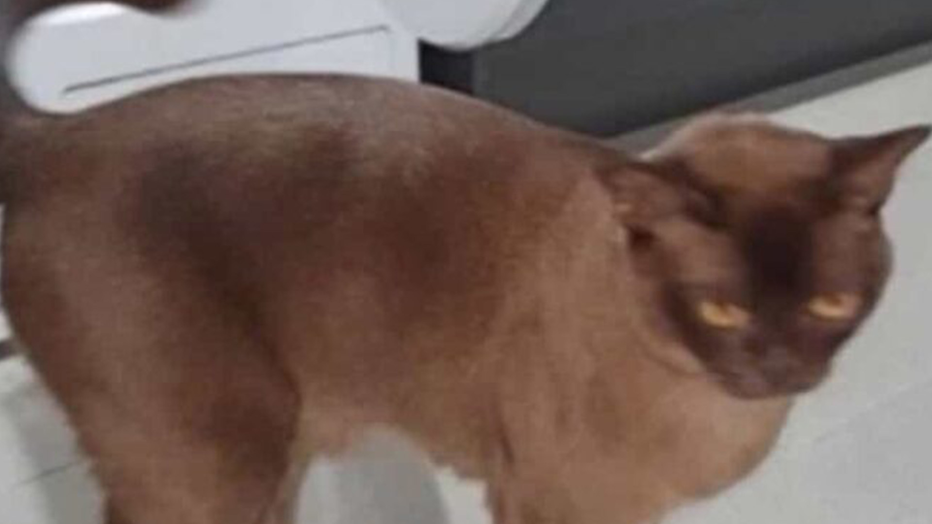 Gatito se queda dormido dentro de la lavadora y sobrevive a un ciclo de lavado de 12 minutos Gatito se queda dormido dentro de la lavadora y sobrevive a un ciclo de lavado de 12 minutos