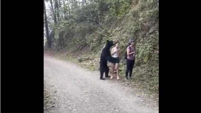 Tras capturar al oso negro de Chipinque ahora lo devolverán a su habitad