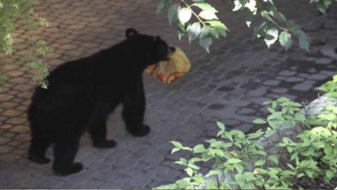 Viral; Un oso roba una orden de pollo en restaurante de Nuevo León.