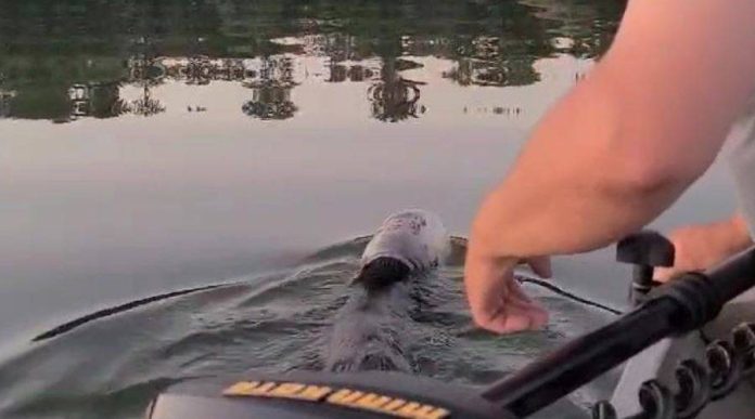 Rescatan a un oso que nadaba con un recipiente de plástico en su cabeza.