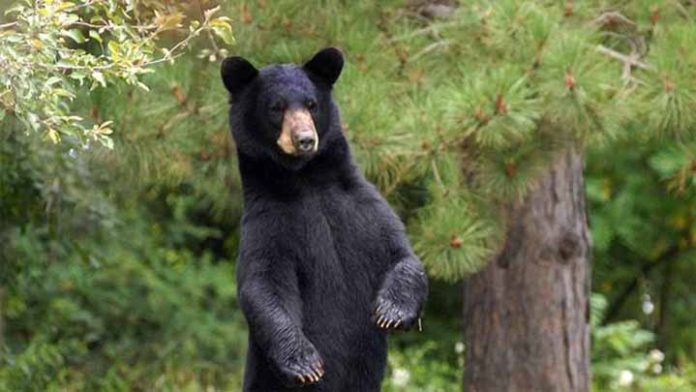 Conoce a Dave un hombre que fue atacado por un oso en su propia cocina