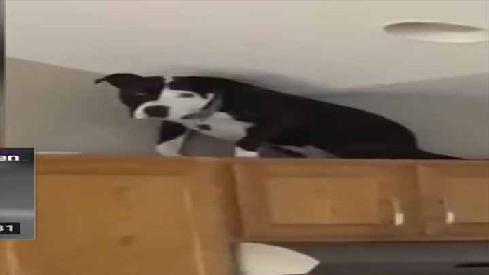 Video; Captan a perro comportandose como gato