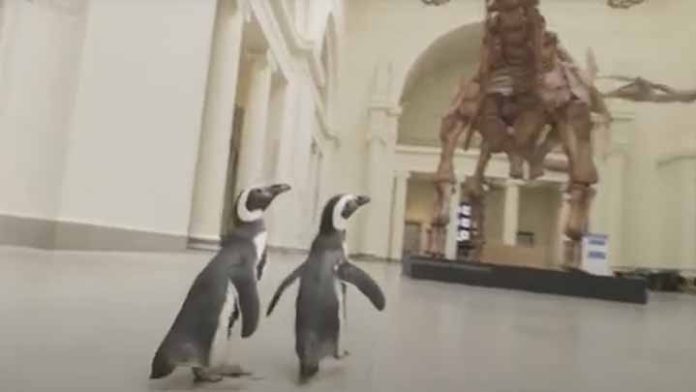 Video; pingüinos realizaron una visita a sus antepasados en un museo