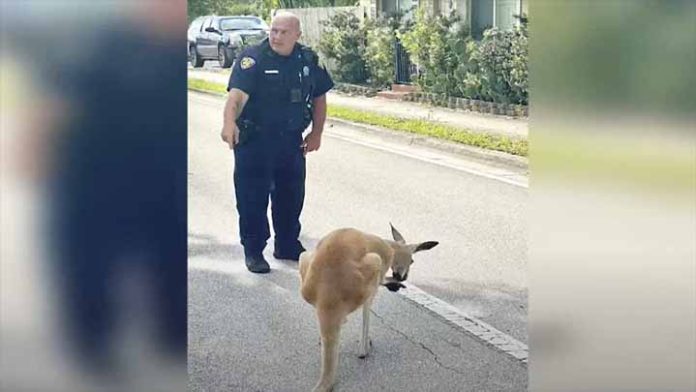Video; Policía de Florida detiene a canguro infractor