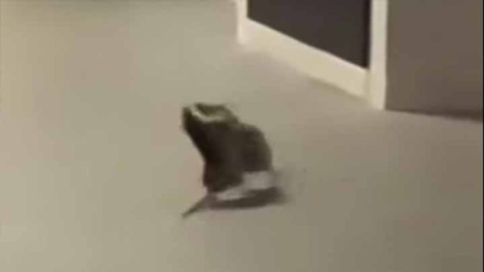 Video; Ratas protagonizan una pelea frente a un gato