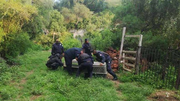 Rescatan en Michoacán a 13 perros que sufrían de maltrato