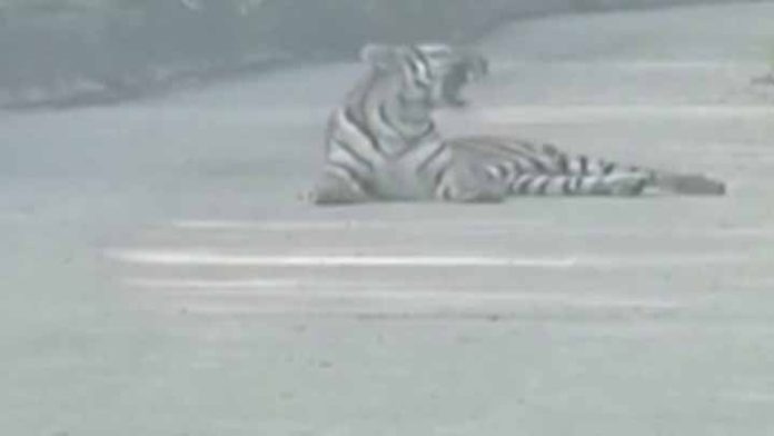 Taxista se topa con un Tigre Siberiano en medio de la carretera
