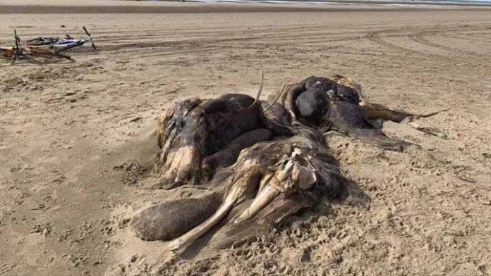 Hallan un ser extraño en playas de Ainsdale, Inglaterra