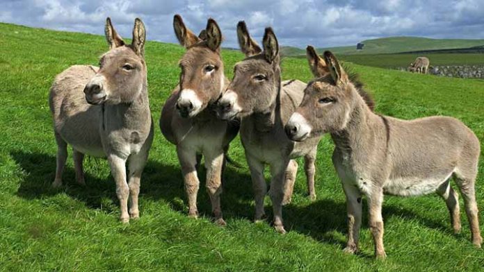 Ofrecen terapia con burros para reducir estrés provocado por covid