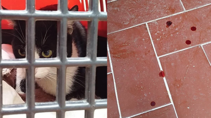 ¿Sabes que el maltrato animal es un delito en Michoacán?