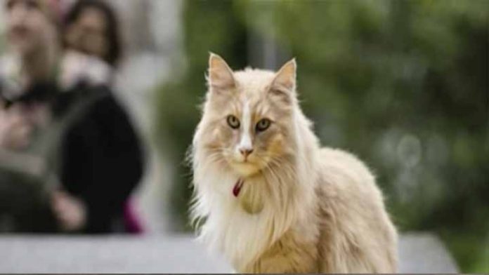 Una rara nominación, un gato compite por el título de neozelandés del año