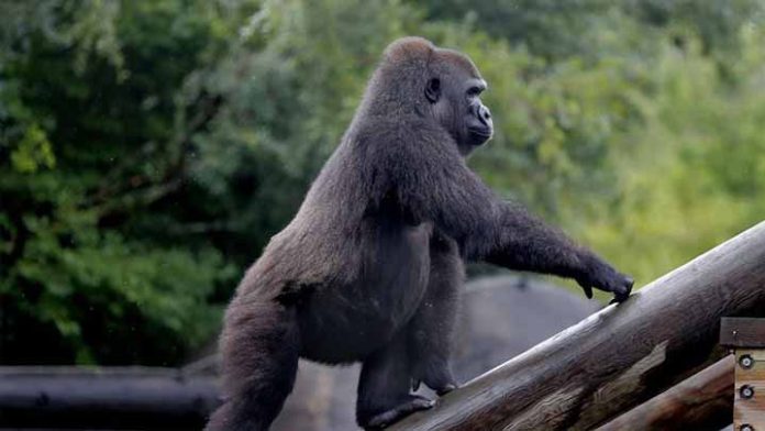 Zoológico organiza Baby Shower a una gorila embarazada