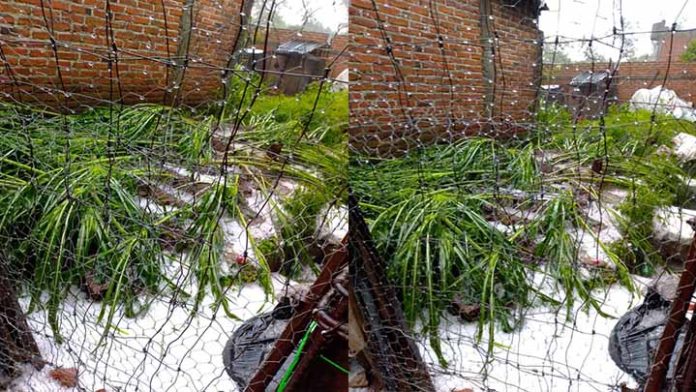 Granizada sorprende a Chilchota y se desborda Río Chapala