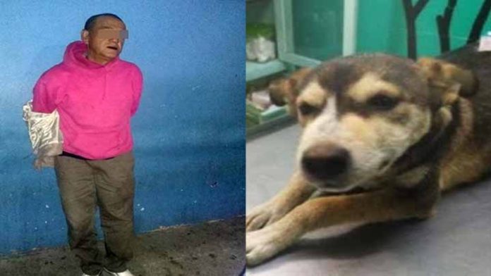 Lo sentencian a un año de prisión por violar a una perrita