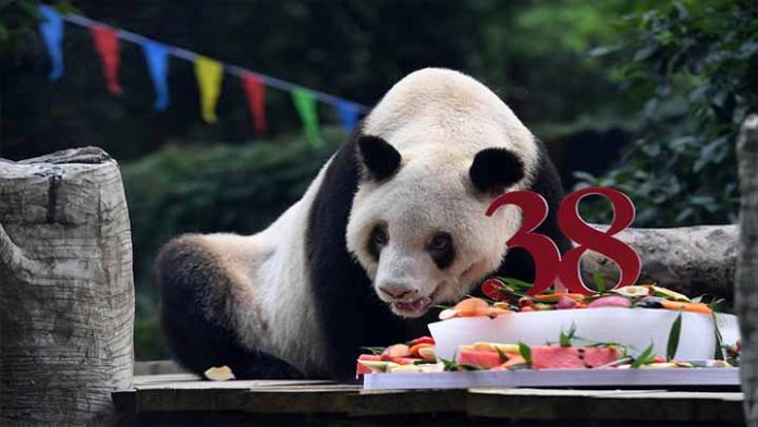 Conoce a Xinxing el oso panda gigante más longevo del mundo