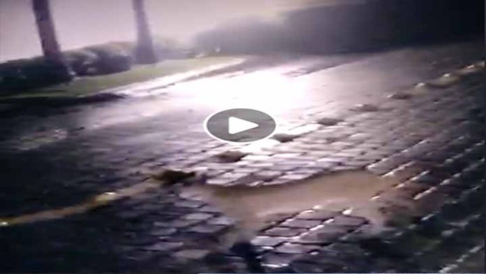 Circula video de un Puma recorriendo las calles de Morelia