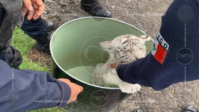 Aseguran un cachorro de tigre blanco en Michoacán