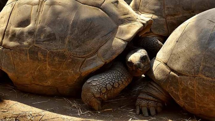Paleontólogos descubren tortuga con 205 millones de años de antigüedad