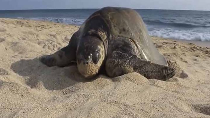 Promueven la conservación de la Tortuga Marina en Michoacán