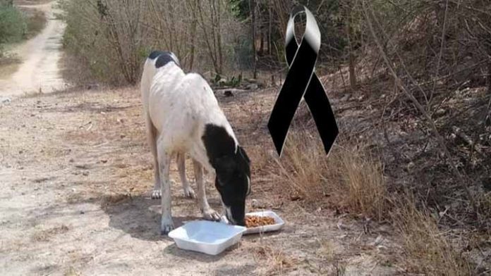Mata a un perrito por orinar la llanta de su motocicleta