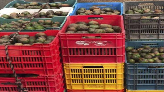 Detienen a uno con 800 toneladas de aguacate presuntamente ilegal