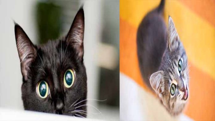 En el día internacional del gato te traemos 6 mitos sobre los felinos