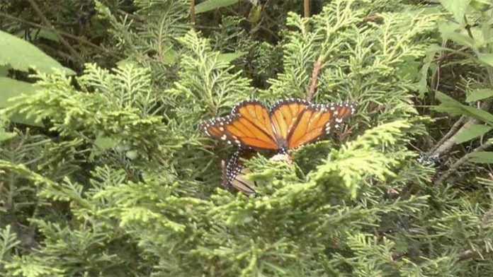 Conoce Ocampo, uno de los lugares a donde llega la Mariposa Monarca en Michoacán