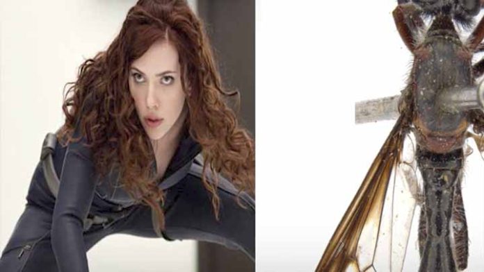 Nombran nuevas especies de moscas con nombres de Marvel