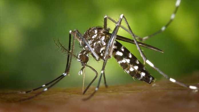 Plan Jurassic Park pretende liberar 750 millones de mosquitos modificados
