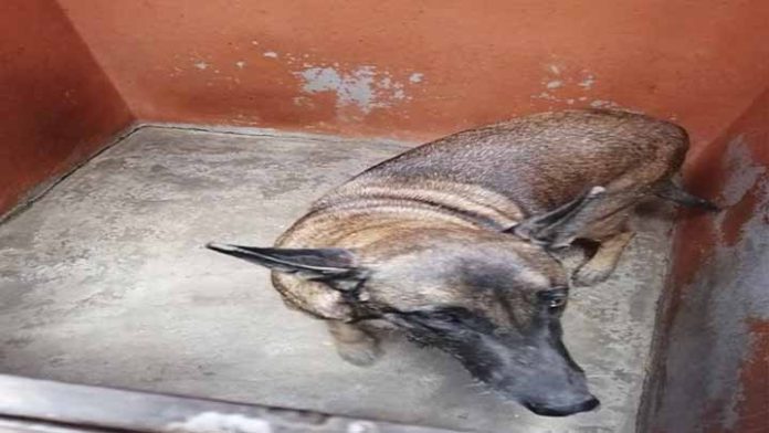 Rescatan a peludito atrapado en un pozo de 6 mts de profundidad