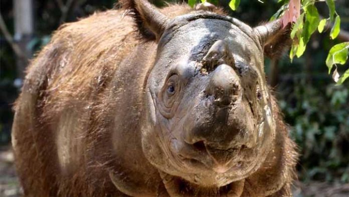 Buscan devolver al planeta una raza extinta de rinoceronte