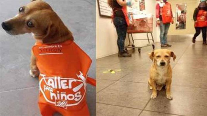 Conoce la historia de Silicon un perrito callejero que consiguió empleo
