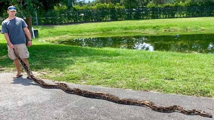 Invasión de serpientes pitón en Florida, eliminan al menos 5,000 de ellas