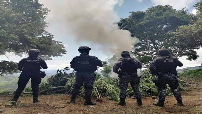 Militares destruyen más de 9 mil plantas de marihuana en Tuzantla